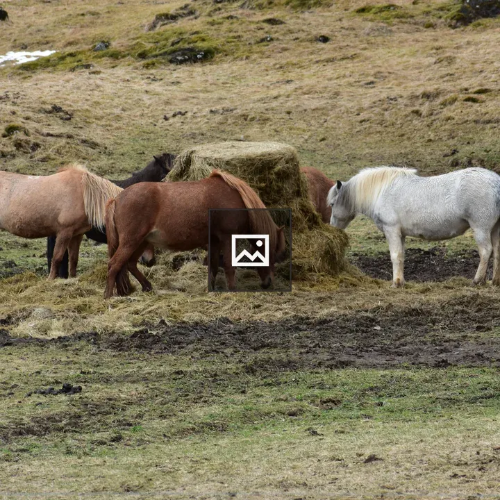 Horses Grazing on hillside