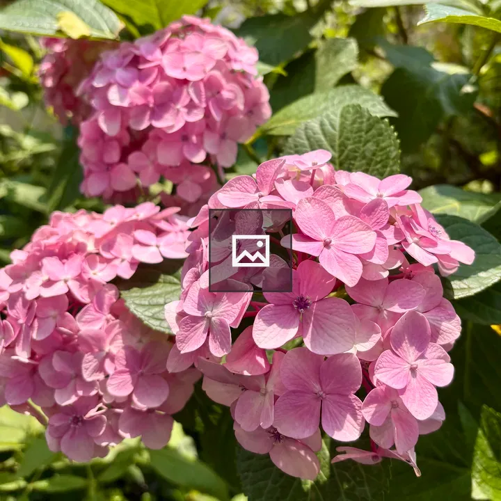 Bright pink hydrangea blossoms