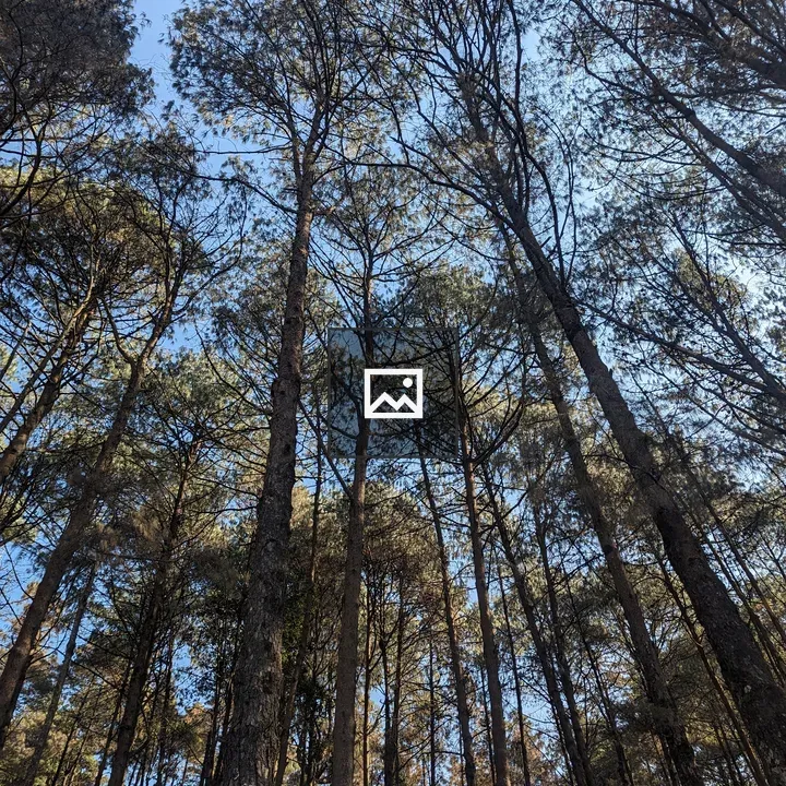 Tall Pine Forest Canopy