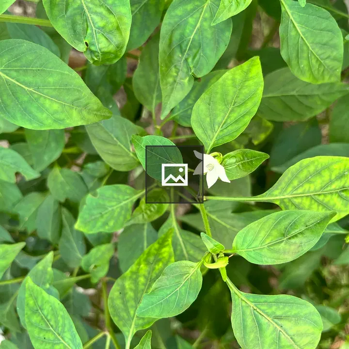 Close-up Green Leaves with White Flower