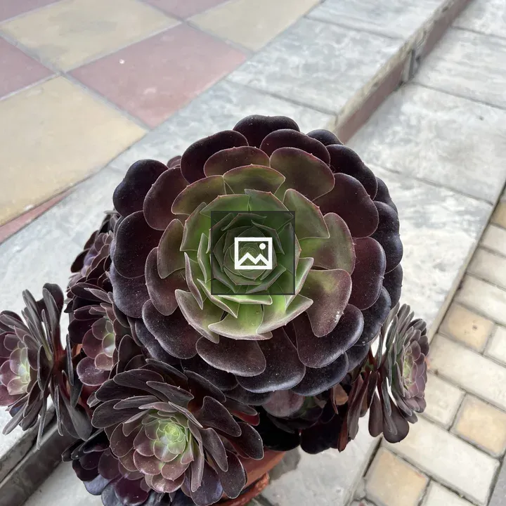 Aeonium succulent top view