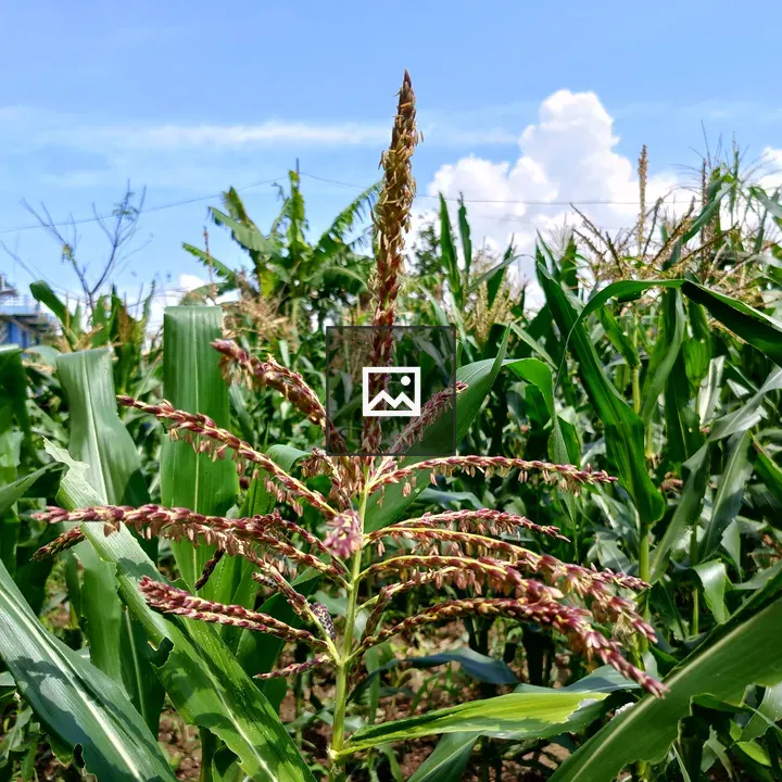 Cornfield Under Blue Sky