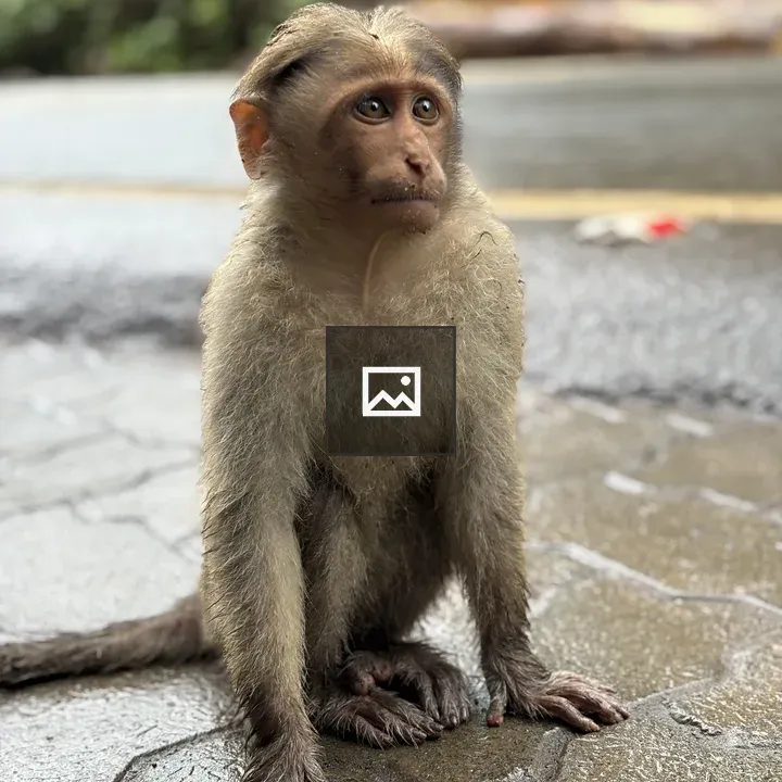 Monkey on Footpath