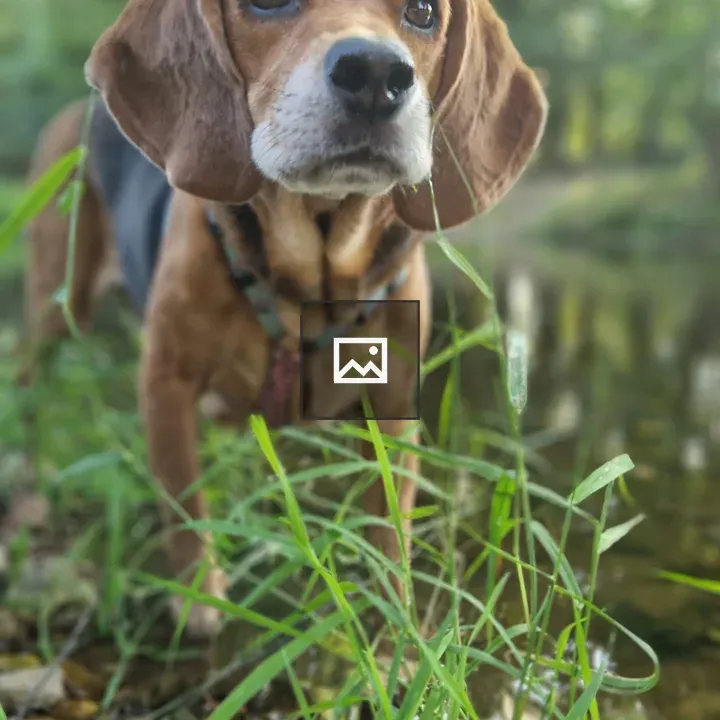 Obi the Beagle Mix
