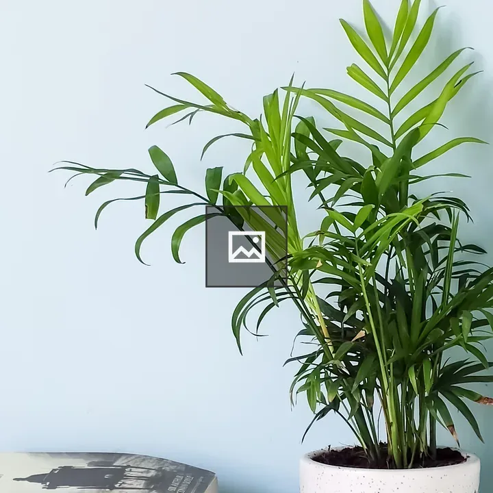 Desk Decoration with Plants