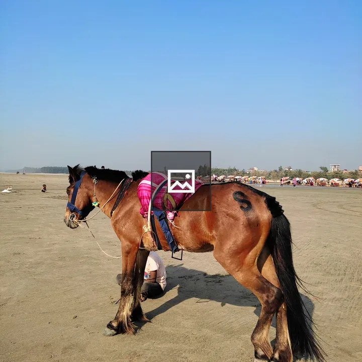 Horse on Beach With Pink Saddle