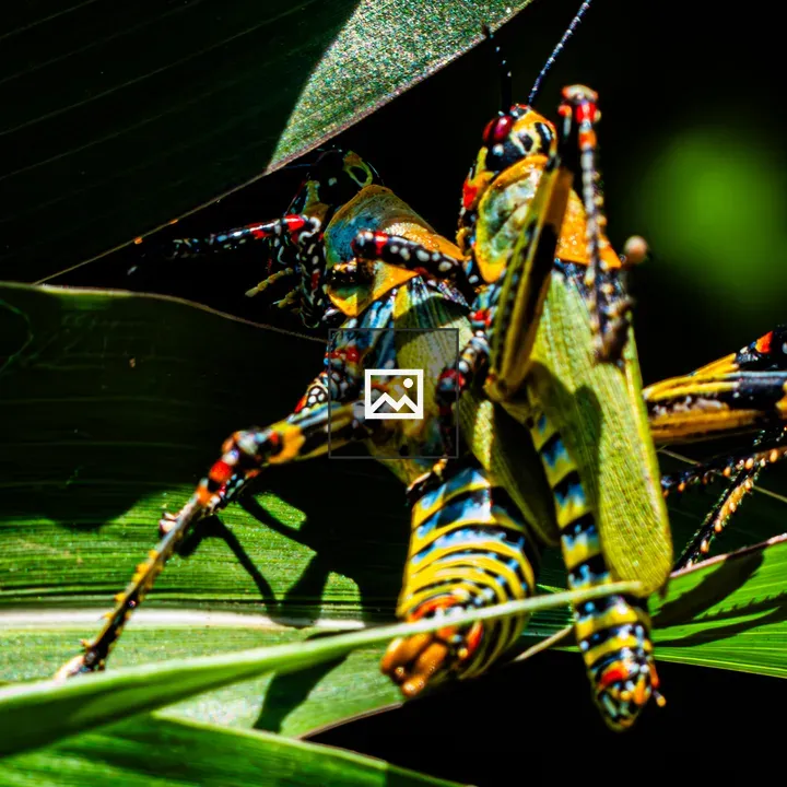 Insects with Yellow, Blue, and Black Patterns