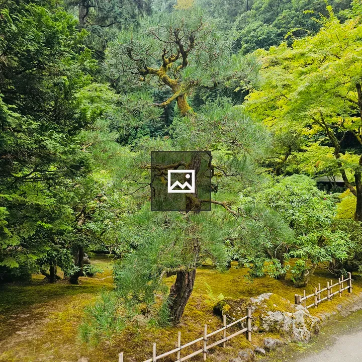 Tall pine tree behind bamboo fence
