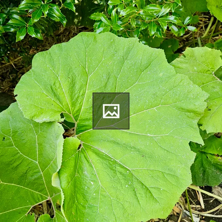 Butterbur Leaves Close-Up
