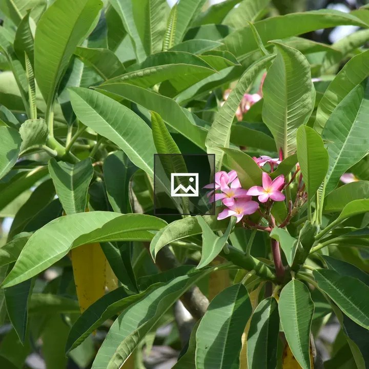 Pink plumeria sprouting