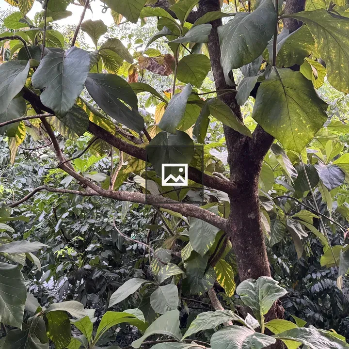 Teak Tree Trunk in Dense Grove