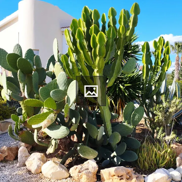 Cactus Path by Mediterranean House