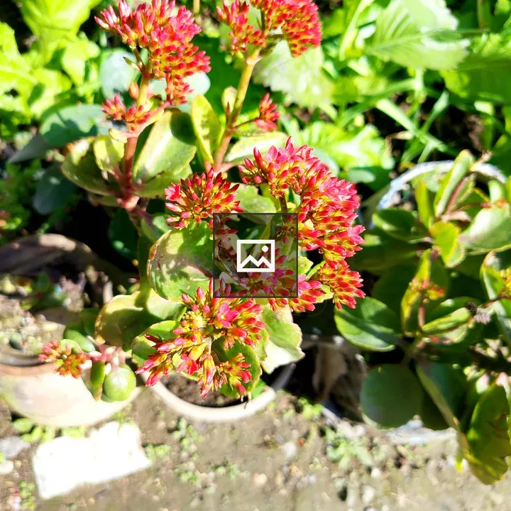 Vibrant red flower cluster plant