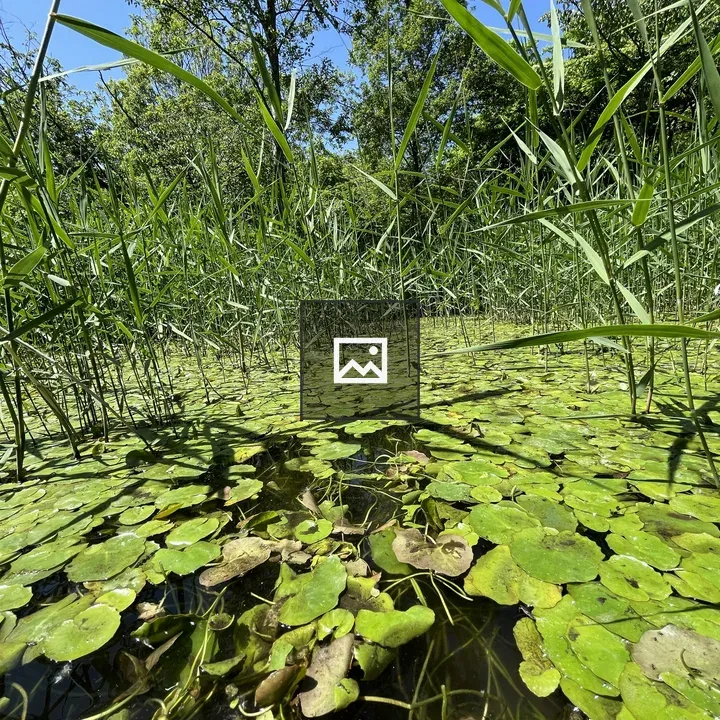 Lush wetland with lily pads