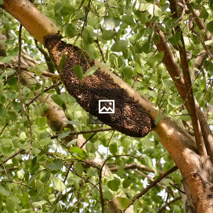 Beehive on Peepal Branch