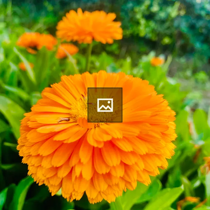 Yellow marigold flowers