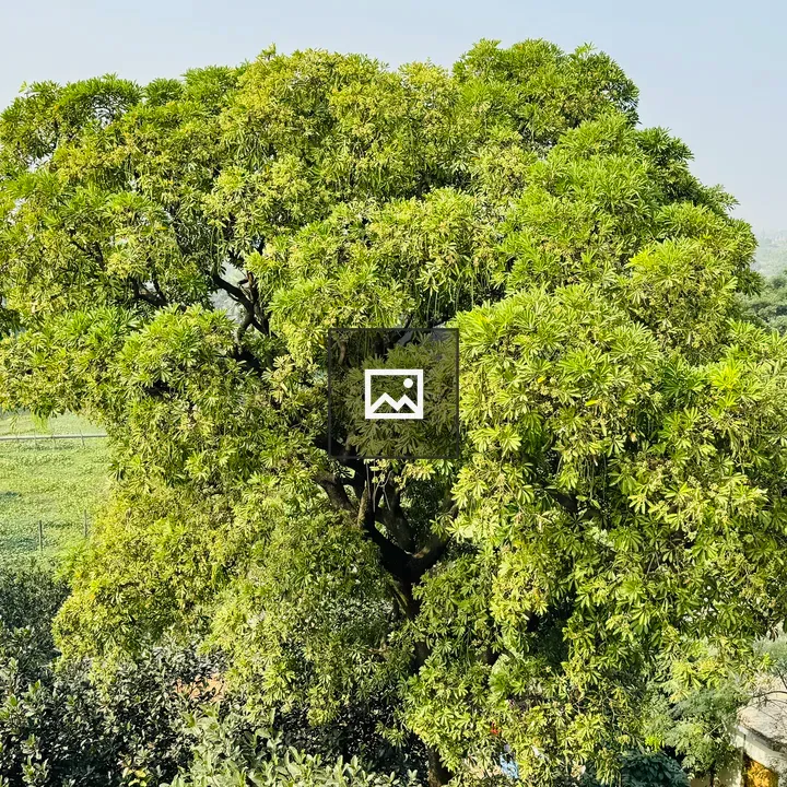 High-angle view of green tree canopy