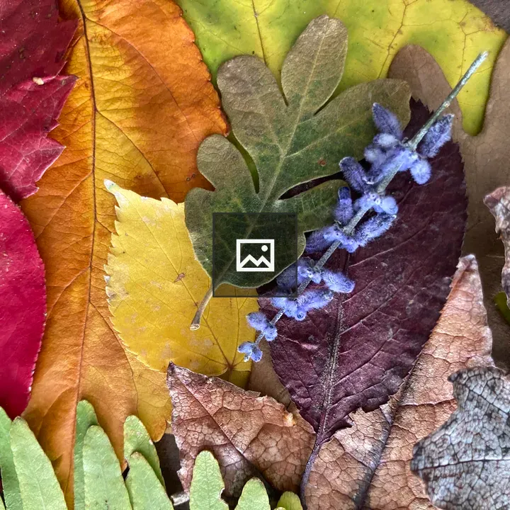 Rainbow Fall Leaves Collection