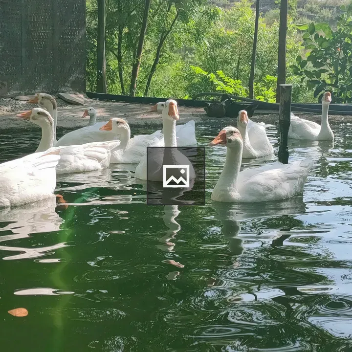 Domestic geese swimming in water