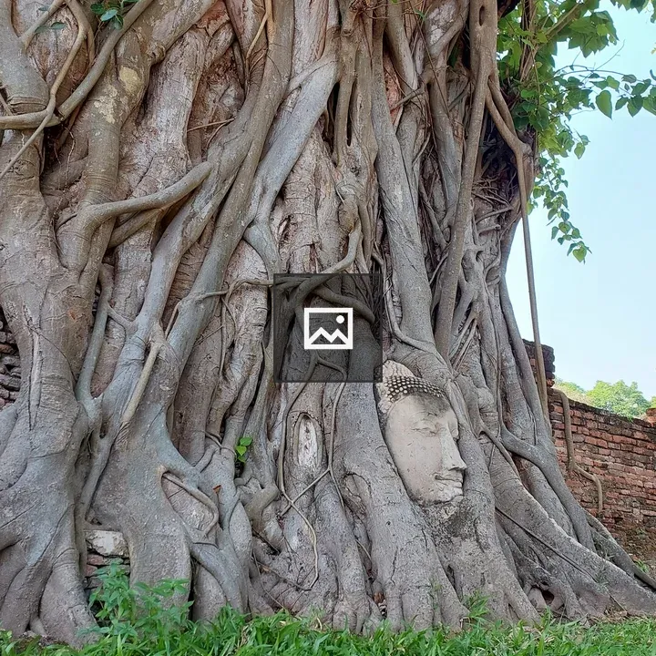 Budha head in Tree roots