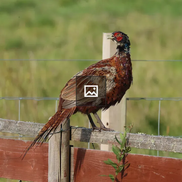 Pheasant on Wooden Fence