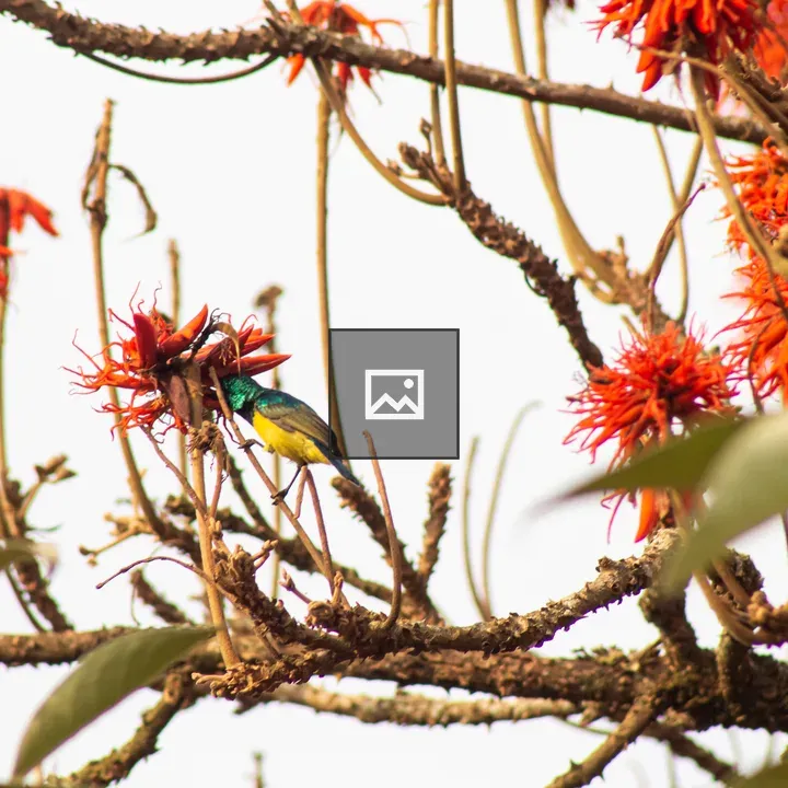 Bird Sipping Nectar from Flower