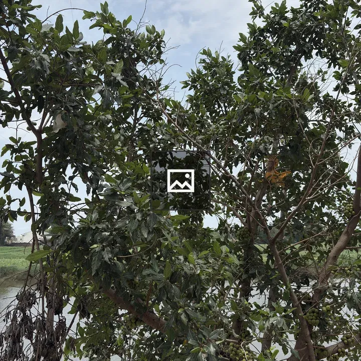 Tree with Green Fruits