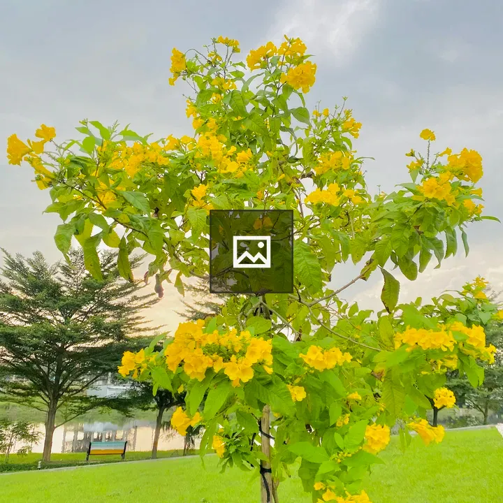 Yellow Flowering Tree