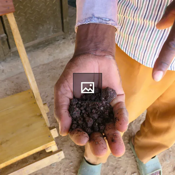Hand holding millet pellets