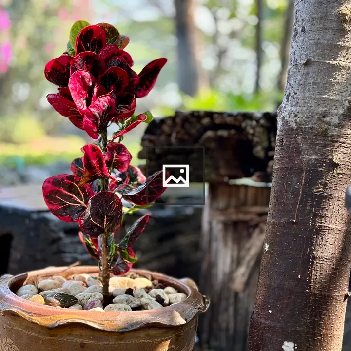 Red-leafed plant in terracotta planter