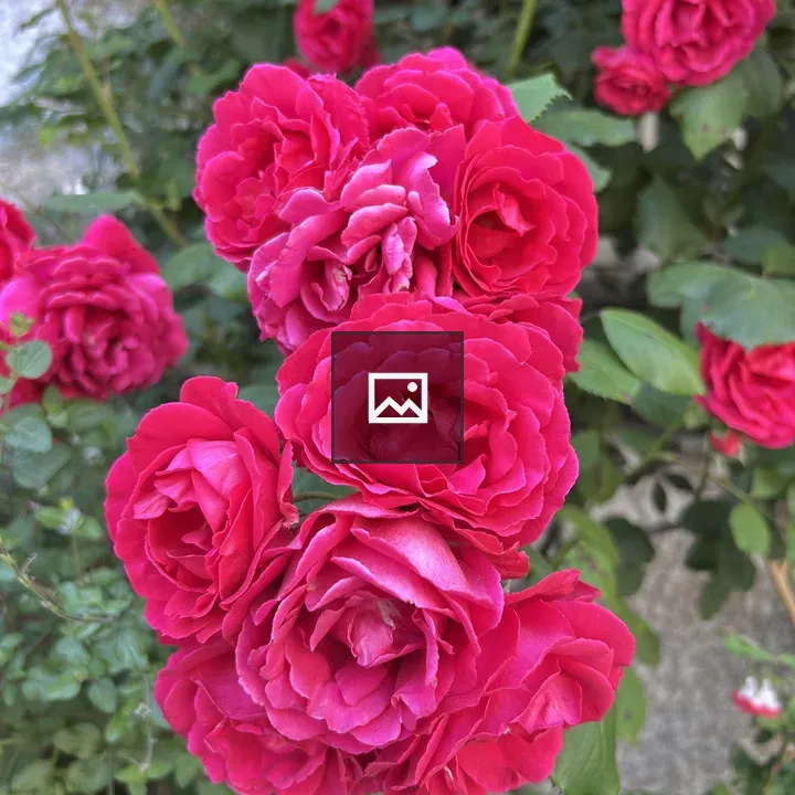 Cluster of pink roses