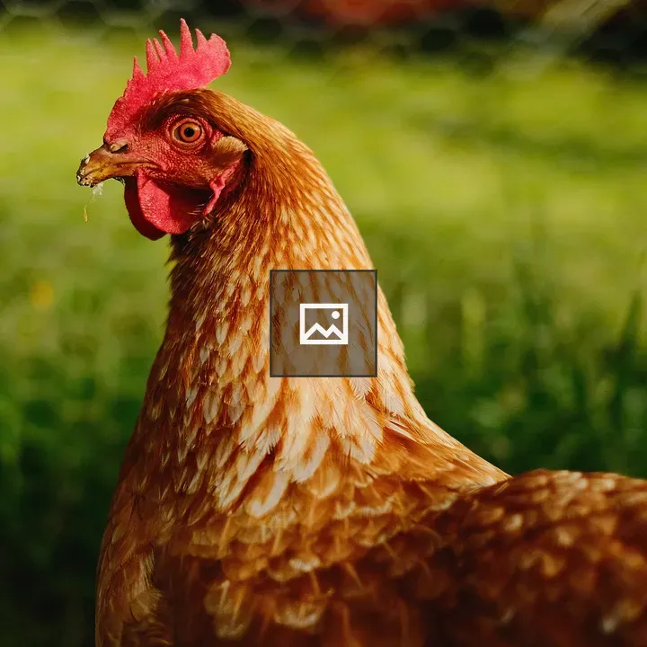 Red Hen in Profile