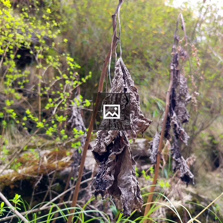 Dried Leaves and Green Plants