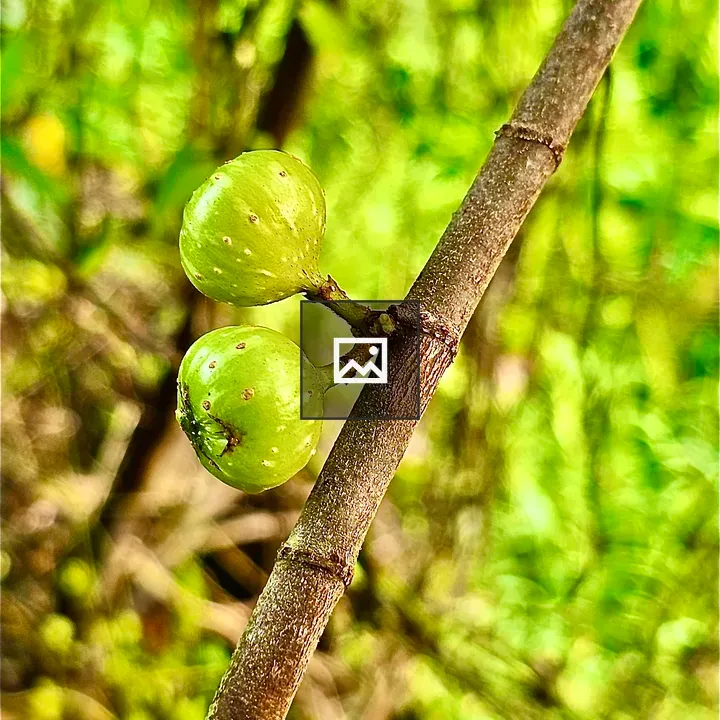 Twin figs of Ficus botryocarpa