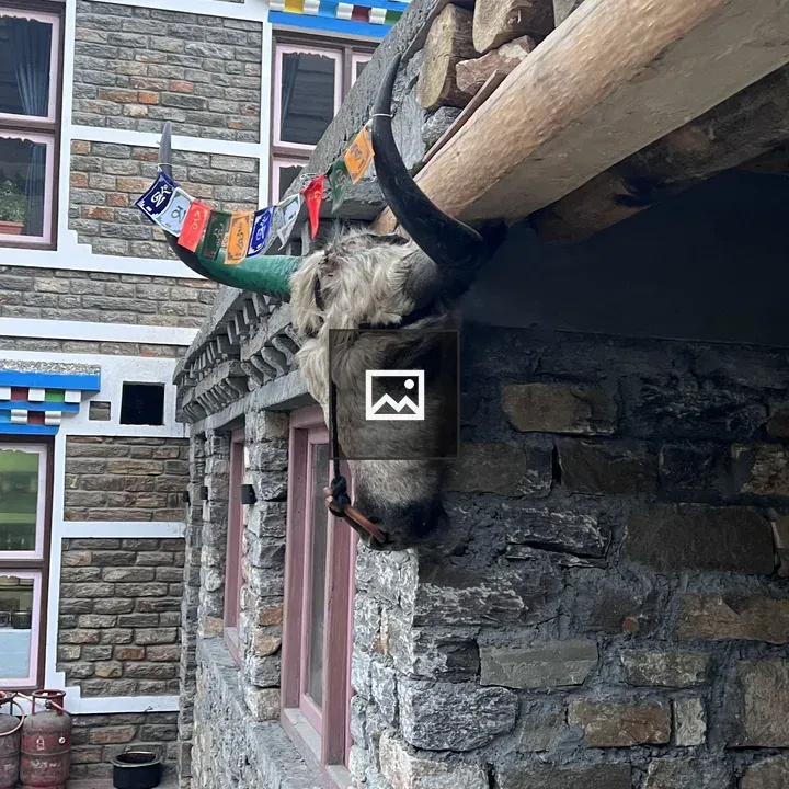 Yak head mounted on stone wall