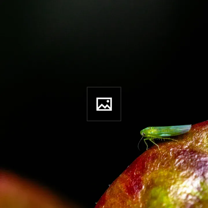 Leafhopper macro close-up