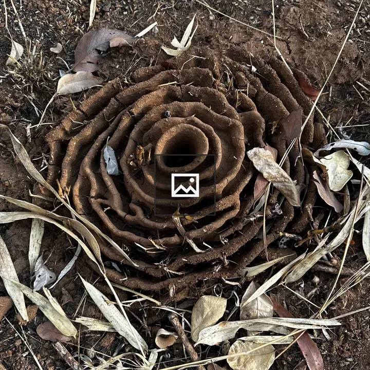 Termite mound close-up