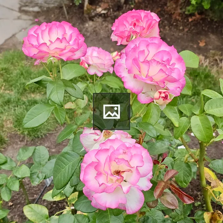 Pink-edged White Roses