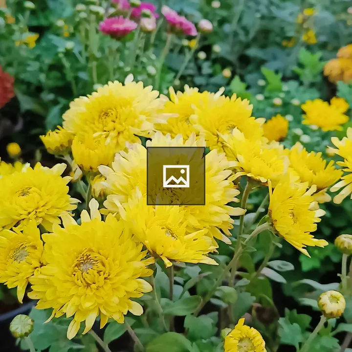Yellow and pink flowers