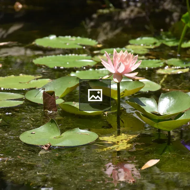 White water lily in a pond