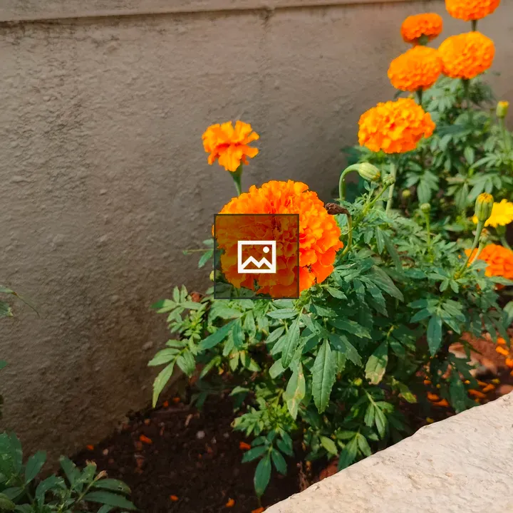 Marigold Flowers in Bloom