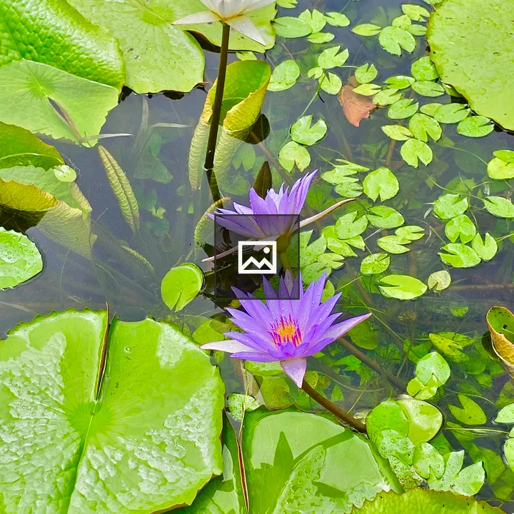 Water lilies in Kerala garden