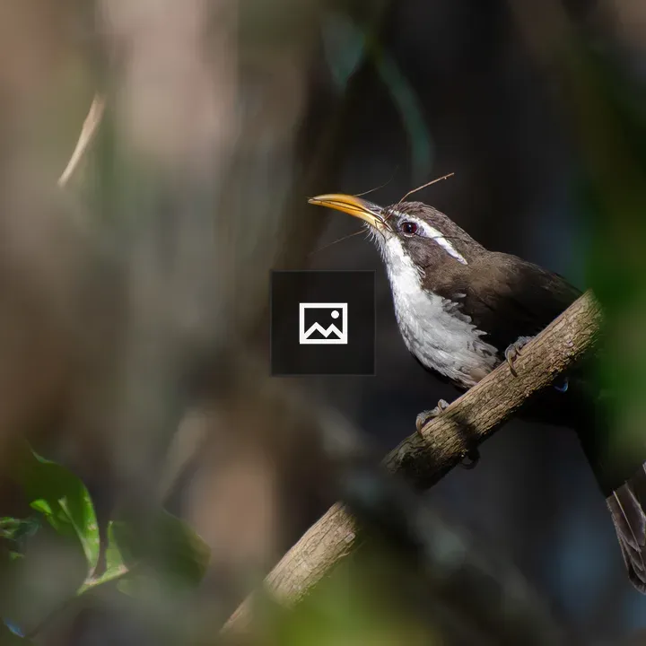 Indian scimitar babbler