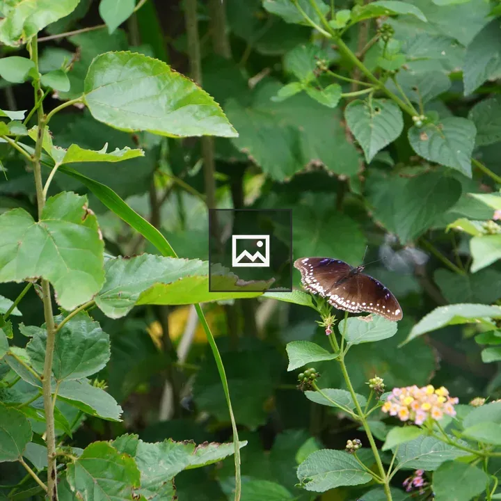 Brown butterfly on green foliage