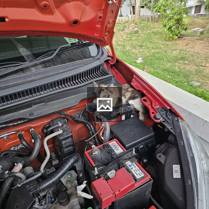 Calico Kitten by Car Engine