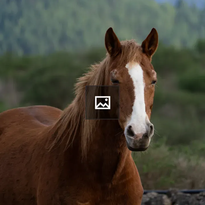 Brown horse in wooded landscape