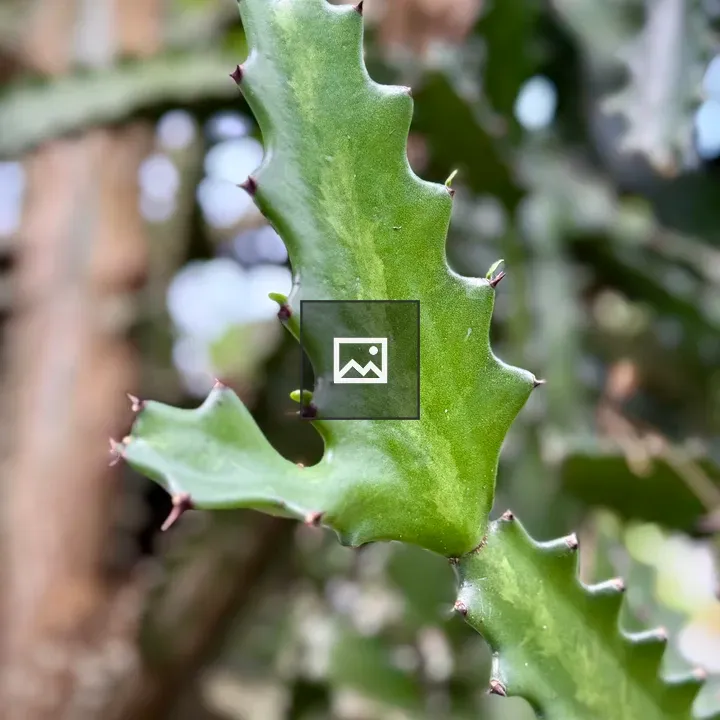 Green cactus leaf close-up