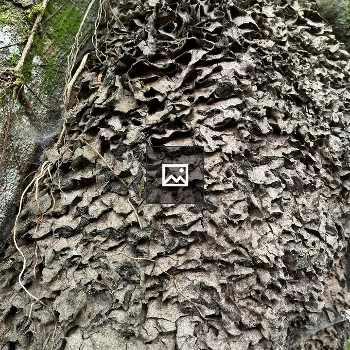 Close-up of tree trunk bark
