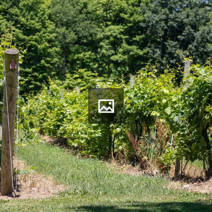 Rows of grape vines in vineyard