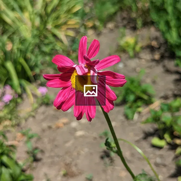 Small pink flower with yellow center